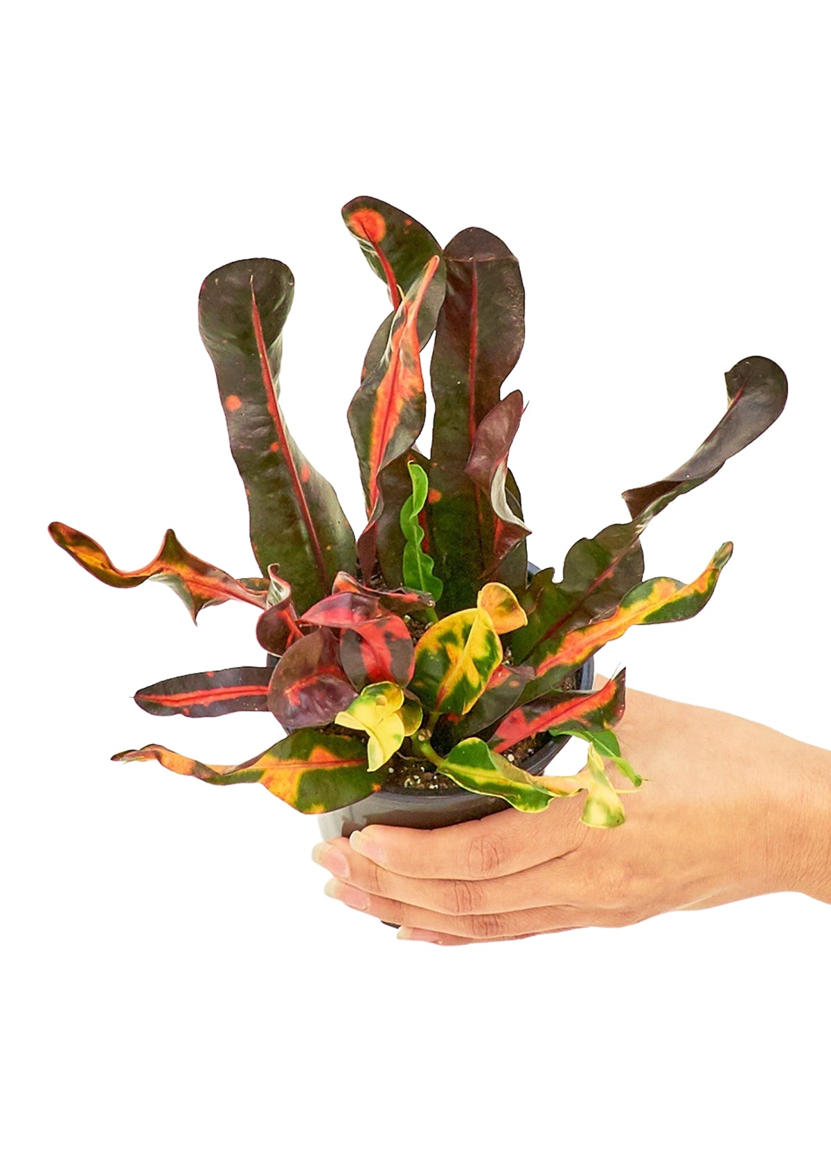 Small size Croton Variegated plant in a growers pot with a white background with a hand holding the pot showing the top view