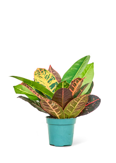 Small size Croton Petra plant in a growers pot with a white background