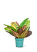 Small size Croton Petra plant in a growers pot with a white background