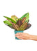 Small size Croton Petra plant in a growers pot with a white background with a hand holding the pot