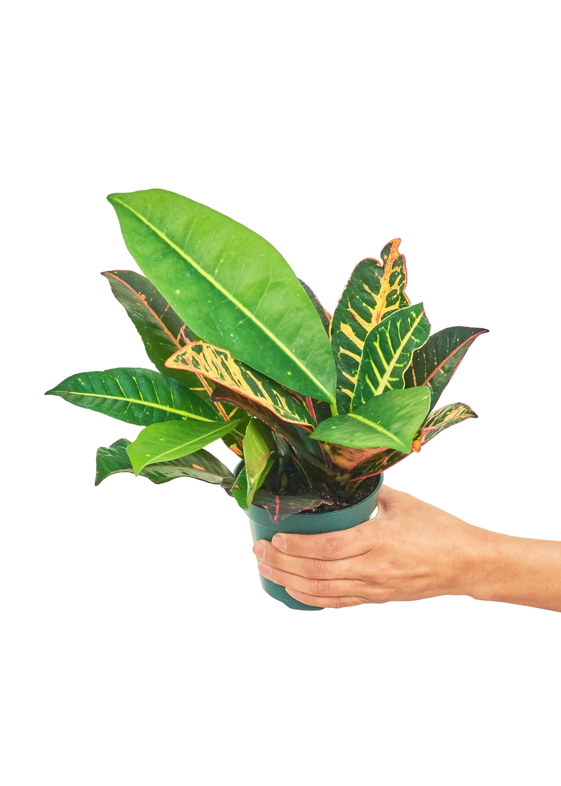 Small size Croton Petra plant in a growers pot with a white background with a hand holding the pot to show the top view