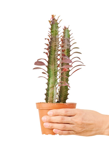 African Milk Tree EUPHORBIA Ruby Glow Plant in pot with white background with hand holding pot