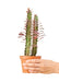 African Milk Tree EUPHORBIA Ruby Glow Plant in pot with white background with hand holding pot