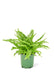 Small size Boston Fern in a growers pot with a white background