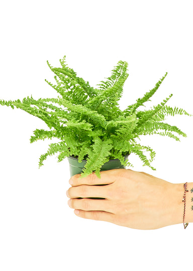 Small size Boston Fern in a growers pot with a white background held by a hand
