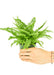 Small size Boston Fern in a growers pot with a white background held by a hand
