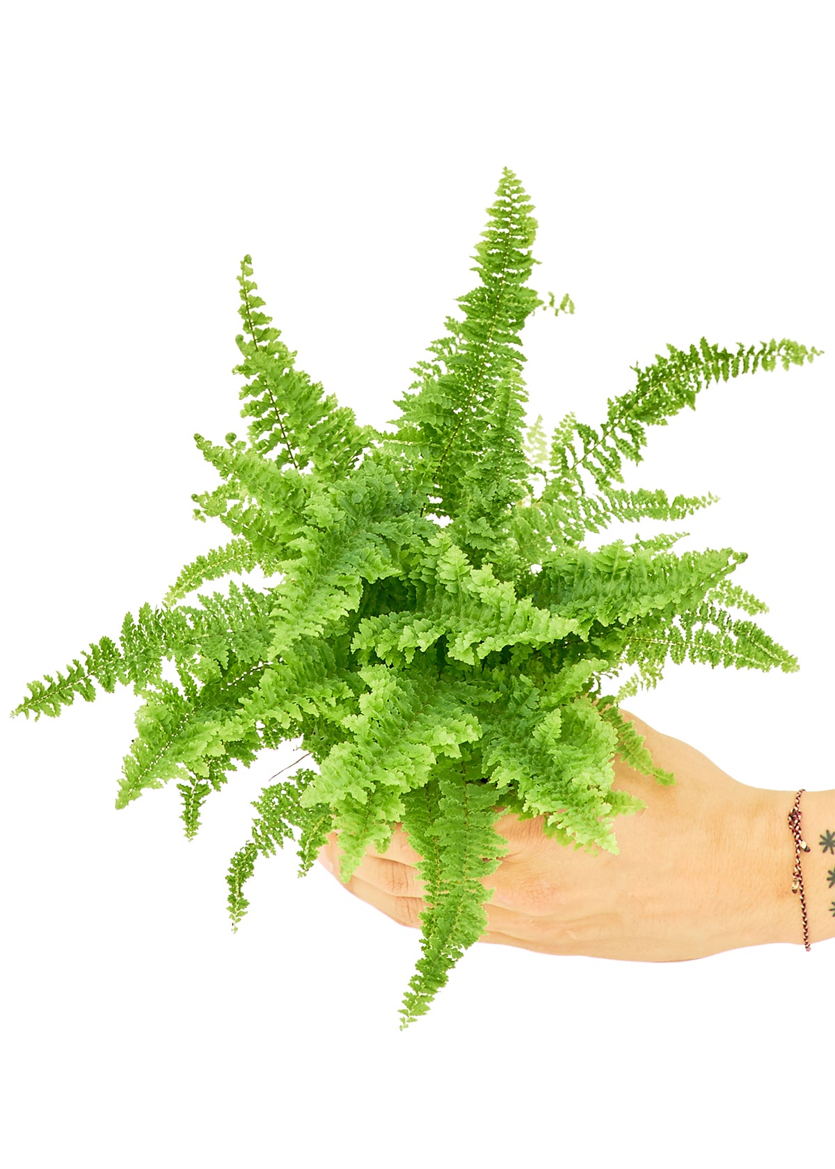 Small size Boston Fern in a growers pot with a white background held by a hand to show top view