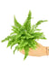 Small size Boston Fern in a growers pot with a white background held by a hand to show top view