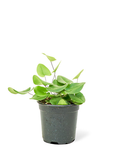 Small size Heartleaf Fern Plant in a growers pot with a white background
