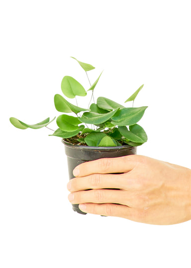 Small size Heartleaf Fern Plant in a growers pot with a white background with a hand holding the pot