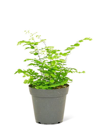 Small size Maidenhair Fern in a growers pot with a white background