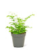 Small size Maidenhair Fern in a growers pot with a white background