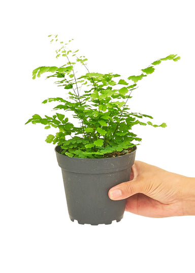 Small size Maidenhair Fern in a growers pot with a white background with a hand holding the pot