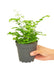 Small size Maidenhair Fern in a growers pot with a white background with a hand holding the pot