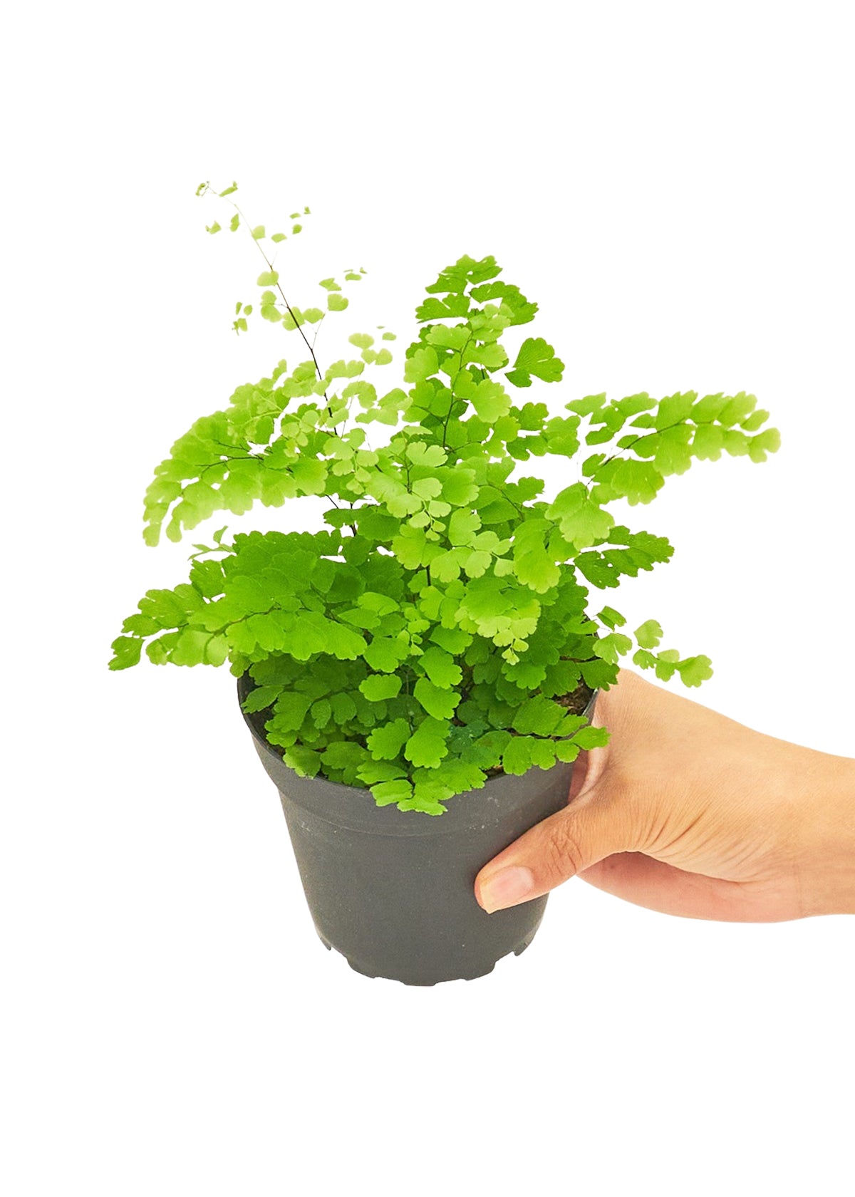 Small size Maidenhair Fern in a growers pot with a white background with a hand holding the pot to show the top view