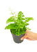 Small size Maidenhair Fern in a growers pot with a white background with a hand holding the pot to show the top view