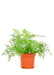 Small size Rabbit Foot Fern Plant in a growers pot with a white background