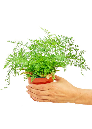 Small size Rabbit Foot Fern Plant in a growers pot with a white background with a hand holding the pot
