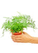 Small size Rabbit Foot Fern Plant in a growers pot with a white background with a hand holding the pot