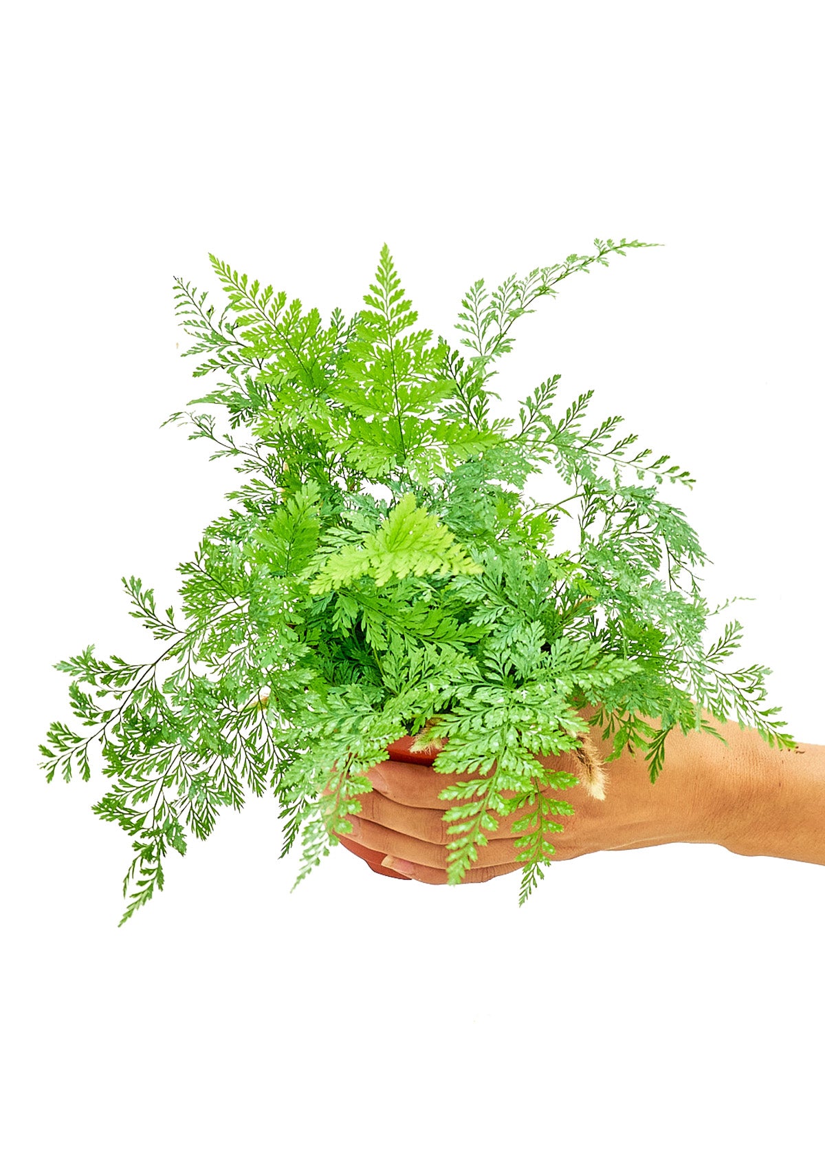 Small size Rabbit Foot Fern Plant in a growers pot with a white background with a hand holding the pot to show the top view