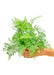 Small size Rabbit Foot Fern Plant in a growers pot with a white background with a hand holding the pot to show the top view