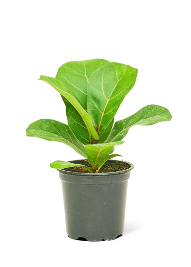 Small size Fiddle Leaf Fig Plant in a growers pot with a white background