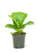 Small size Fiddle Leaf Fig Plant in a growers pot with a white background