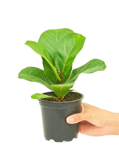 Small size Fiddle Leaf Fig Plant in a growers pot with a white background with a hand holding the pot