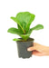 Small size Fiddle Leaf Fig Plant in a growers pot with a white background with a hand holding the pot