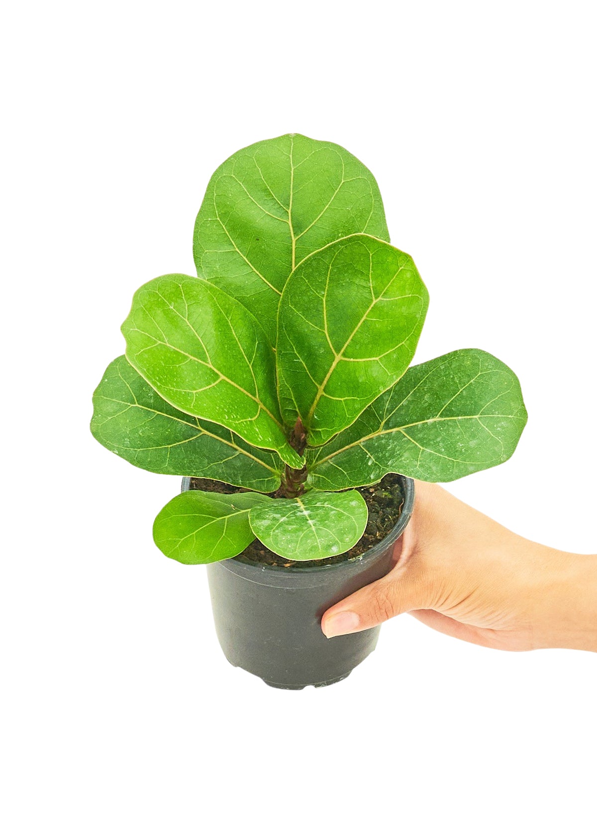 Small size Fiddle Leaf Fig Plant in a growers pot with a white background with a hand holding the pot showing the top view
