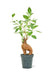 Small size Ficus Ginseng Plant in a growers pot with a white background