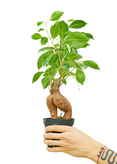 Small size Ficus Ginseng Plant in a growers pot with a white background with a hand holding the pot