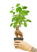 Small size Ficus Ginseng Plant in a growers pot with a white background with a hand holding the pot