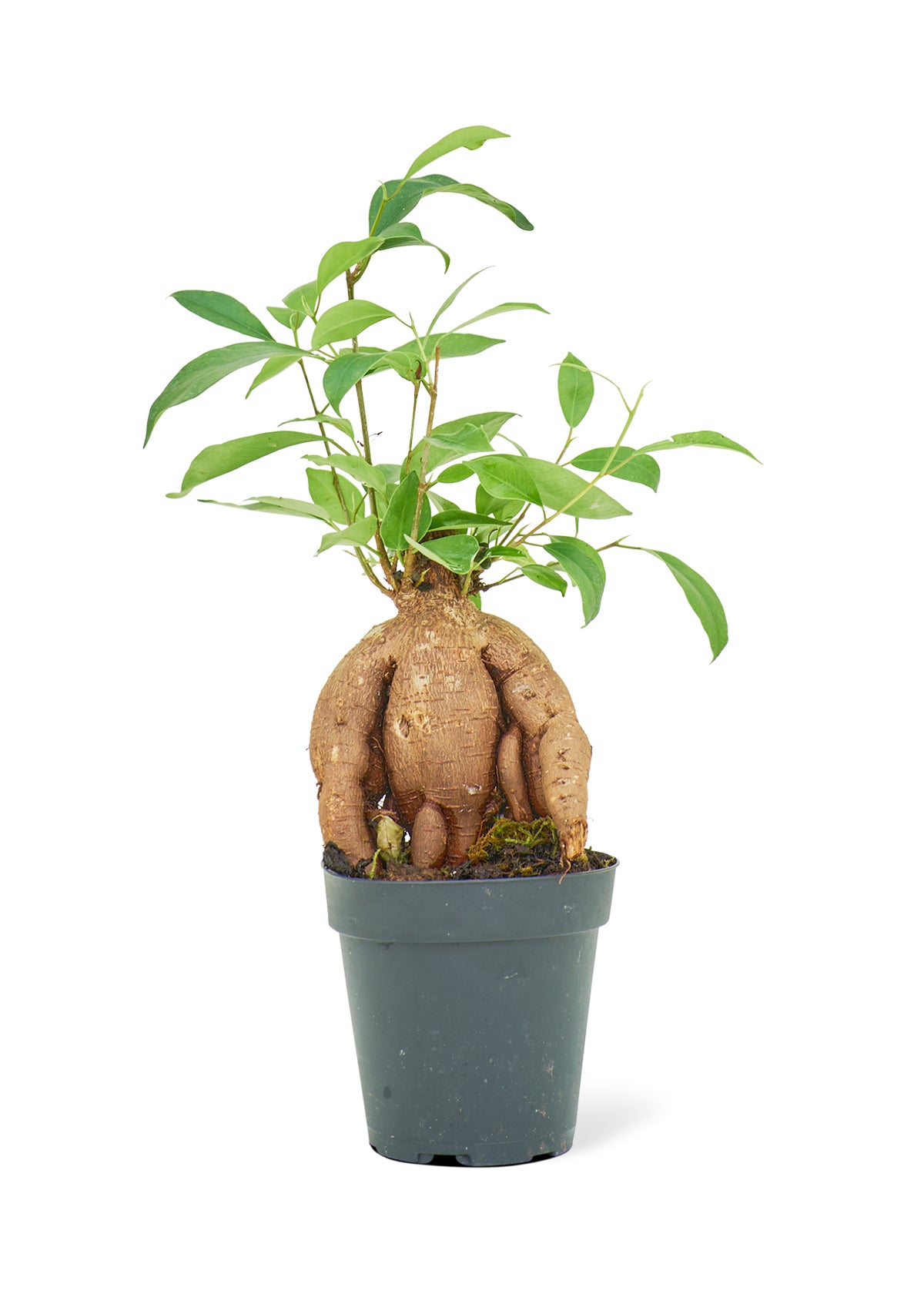 Small size Ficus Ginseng Plant in a growers pot with a white background