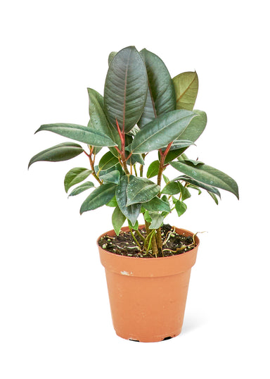 Small sized Burgundy Rubber Tree in a growers pot with a white background