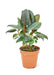 Small sized Burgundy Rubber Tree in a growers pot with a white background