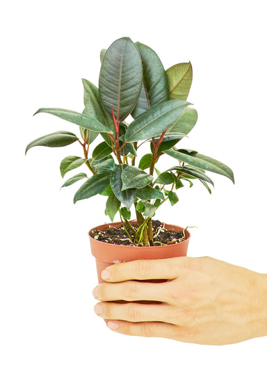 Small sized Burgundy Rubber Tree in a growers pot with a white background and a hand holding the pot