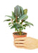 Small sized Burgundy Rubber Tree in a growers pot with a white background and a hand holding the pot