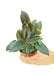 Small sized Burgundy Rubber Tree in a growers pot with a hand holding the pot showing the top view