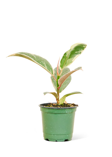 Small size Ficus Tineke Plant in a growers pot with a white background