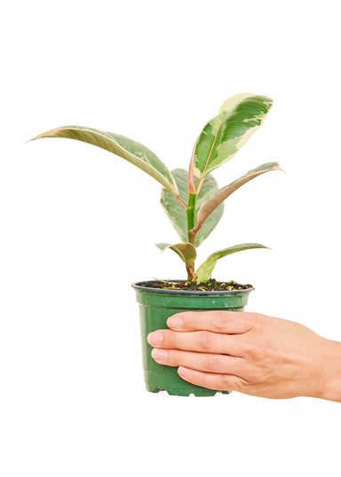 Small size Ficus Tineke Plant in a growers pot with a white background with a hand holding the pot