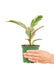 Small size Ficus Tineke Plant in a growers pot with a white background with a hand holding the pot