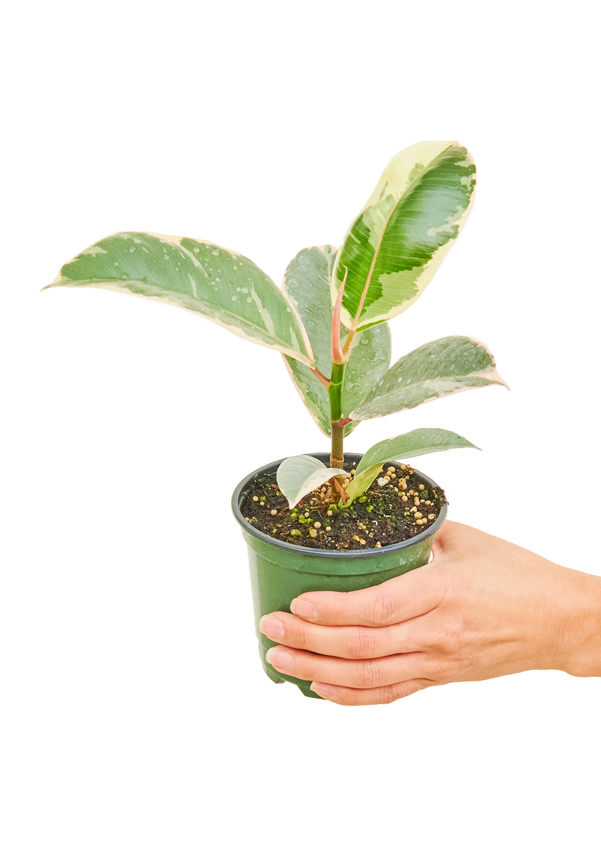 Small size Ficus Tineke Plant in a growers pot with a white background with a hand holding the pot showing the top view