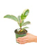 Small size Ficus Tineke Plant in a growers pot with a white background with a hand holding the pot showing the top view