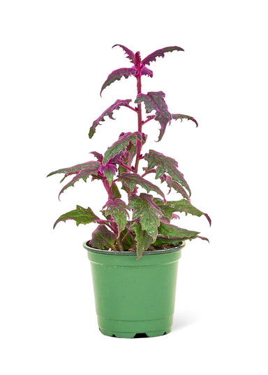 Small sized Purple Passion Plant in a growers pot with a white background