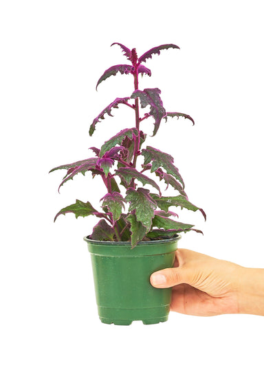 Small sized Purple Passion Plant in a growers pot with a white background with a hand holding the pot