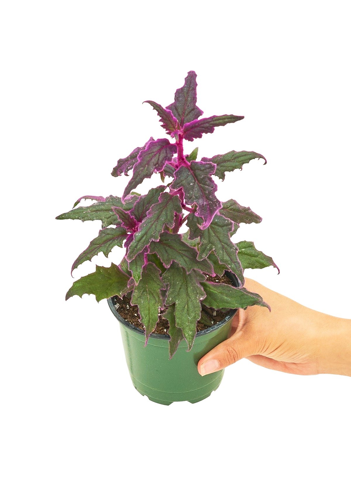 Small sized Purple Passion Plant in a growers pot with a white background with a hand holding the pot to shot the top view