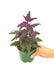 Small sized Purple Passion Plant in a growers pot with a white background with a hand holding the pot to shot the top view