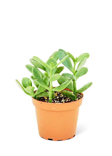 Small size Jade Plant in a growers pot with a white background