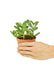 Small size Jade Plant in a growers pot with a white background with a hand holding the pot